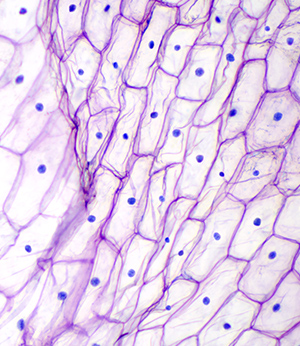 Adenosine