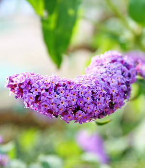 Complexe bio de thym et de buddleja suisses