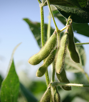 Complexe naturel de soja et wild yam