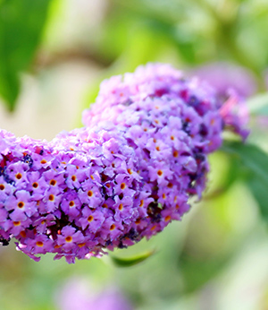 Extrait bio de buddleja