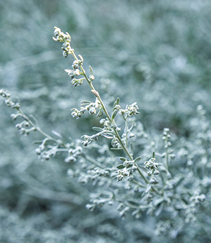 Extrait bio de genepi blanc