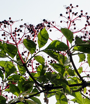 Elderberry organic extract