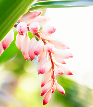 Extrait d'Alpinia speciosa