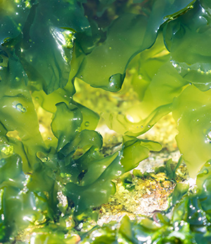 Green seaweed extract