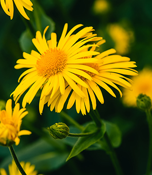 Organic arnica extract