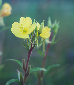 Evening primrose extract