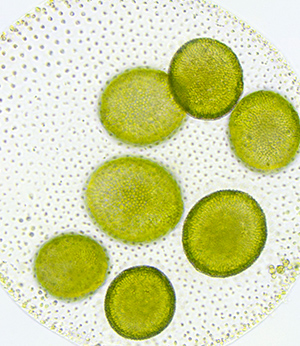 Extrait de Chlorella vulgaris