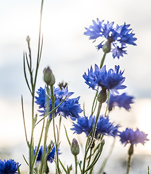 Organic cornflower extract