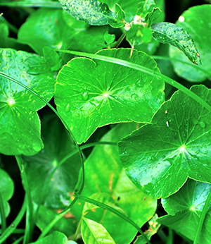 Extrait de centella asiatica bio