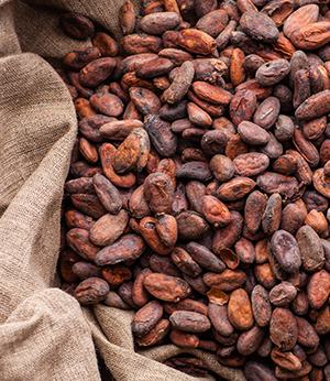 Cocoa bean extract