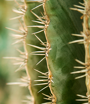 Extrait de levure de cactus