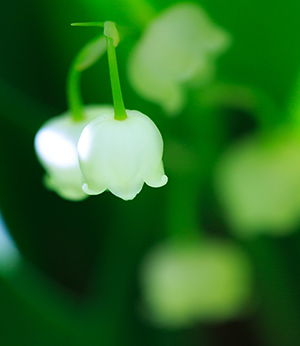 Extrait de muguet du Japon