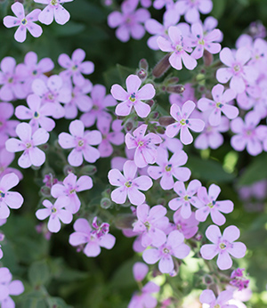 Soapwort extract