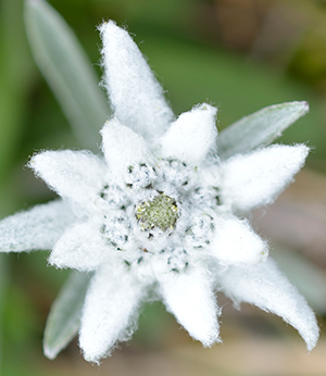 Organic edelweiss extract