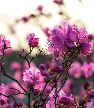 Organic willowherb extract