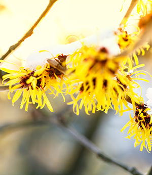 Organic witch hazel extract