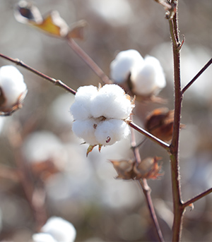 Cottonseed extract