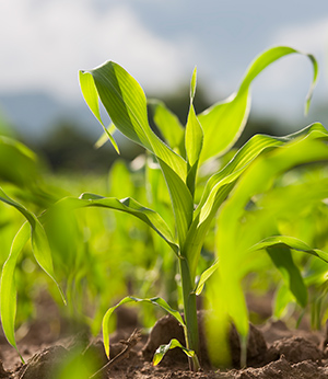 Maize germ oil