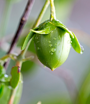 Jojoba oil