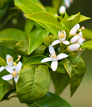 Orange blossom hydrolate